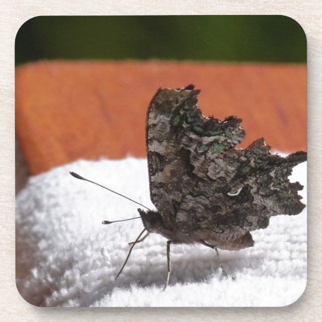 Dessous-de-verre Papillon Camouflage Sombre (Devant)