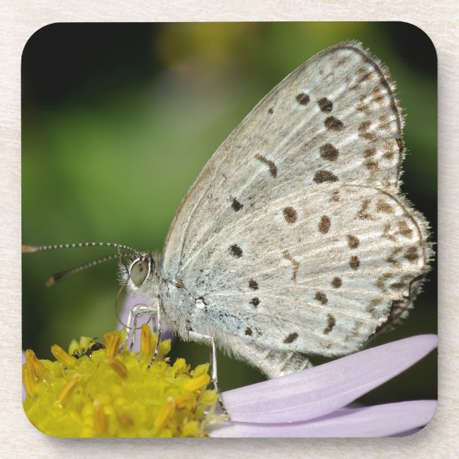 Dessous-de-verre Papillon couleur crème tacheté (Devant)