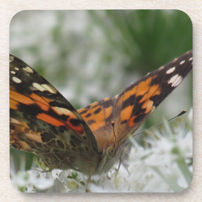 Dessous-de-verre Papillon de la Dame peinte (Devant)