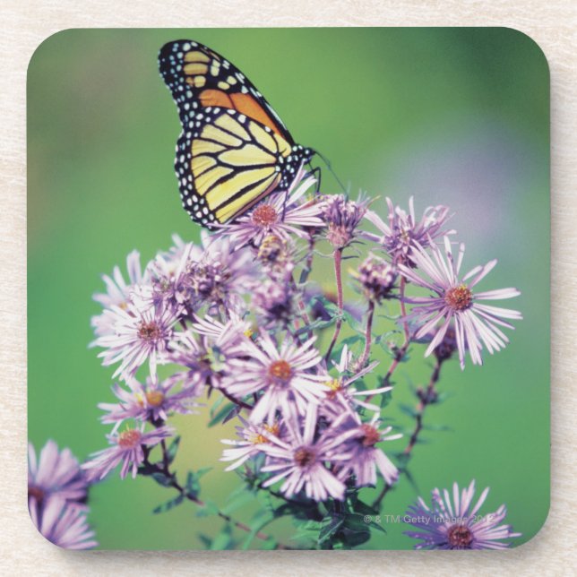 Dessous-de-verre Papillon de monarque (Devant)