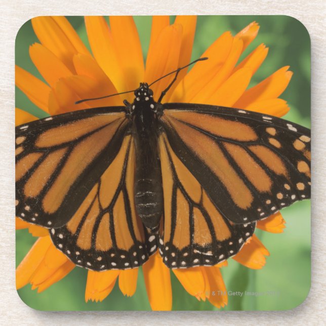 Dessous-de-verre Papillon de monarque (plexippus de Danaus) sur le (Devant)