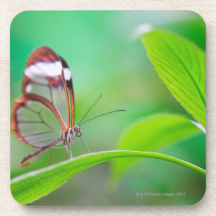 Dessous-de-verre Papillon en verre d'aile détendant sur le vert