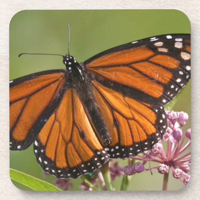 Dessous-de-verre Papillon monarque mâle sur Asclépiade incarnate (Devant)