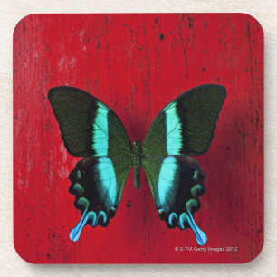 Dessous-de-verre Papillon noir et bleu sur le mur rouge