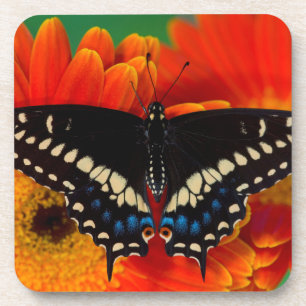 Dessous-de-verre Papillon noir Swallowtail sur Gerberia Daisy