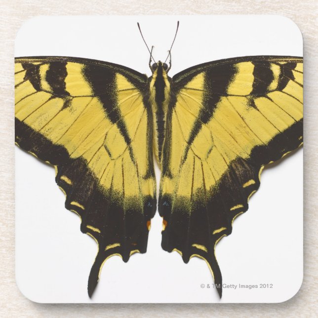 Dessous-de-verre Papillon occidental de machaon de tigre (Devant)