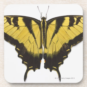 Dessous-de-verre Papillon occidental de machaon de tigre