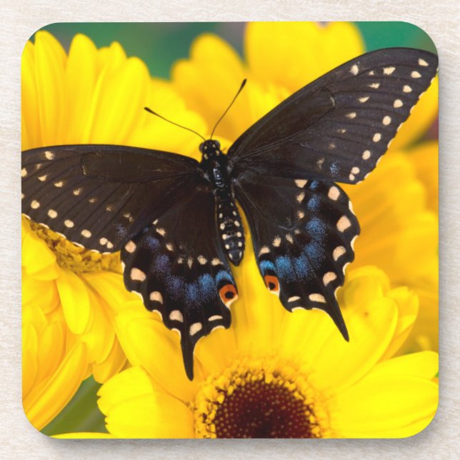 Dessous-de-verre Papillon Papilio polyxenes (Devant)