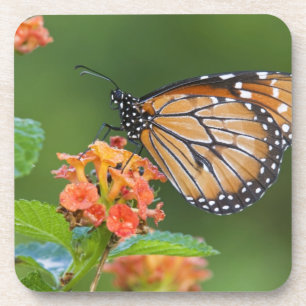 Dessous-de-verre Papillon soldat (Danaus eresimus) en train de se n