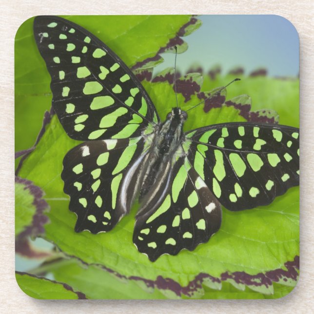 Dessous-de-verre Papillon sur fond vert (Devant)