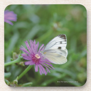 Dessous-de-verre Papillon sur la fleur