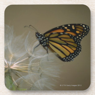 Dessous-de-verre Papillon sur le pissenlit