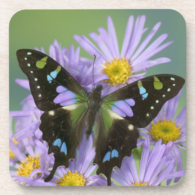 Dessous-de-verre Papillon sur Violet (Devant)