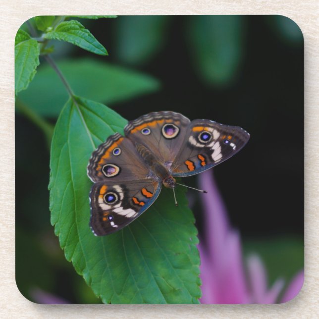 Dessous-de-verre Papillon tacheté (Devant)