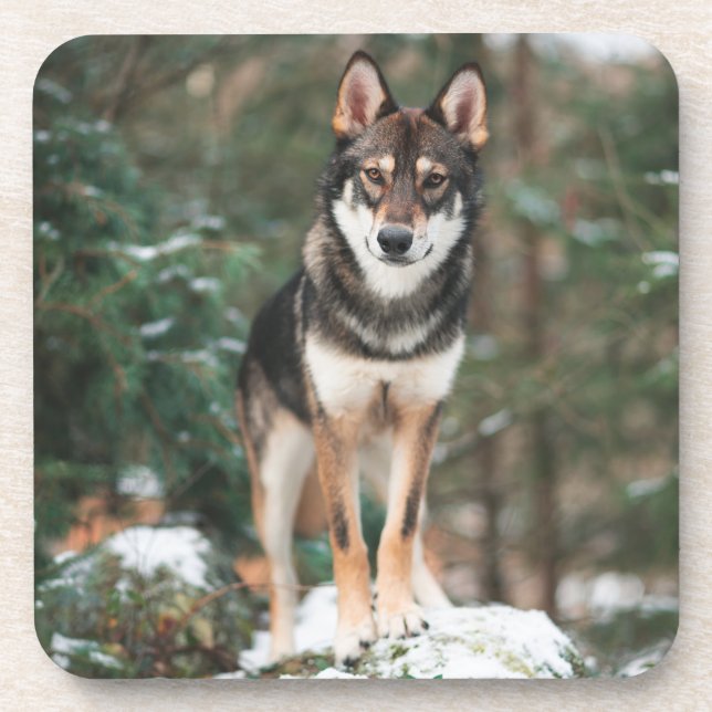 Dessous-de-verre Pâques à boisson Wolfdog (Devant)