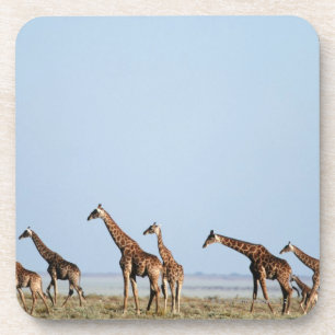 Dessous-de-verre Parc national d'Etosha, Namibie 2