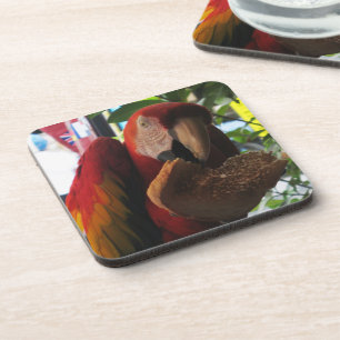 Dessous-de-verre Parrot Macaw Scarlet Manger Toast