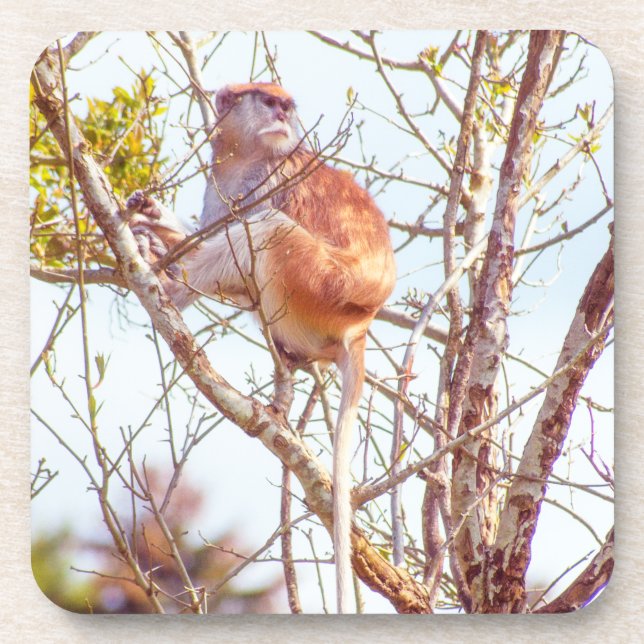 Dessous-de-verre Patas est au sommet d'un arbre (Devant)
