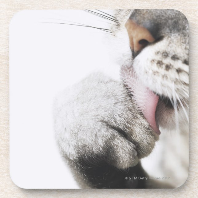 Dessous-de-verre Patte de nettoyage de chat (Devant)