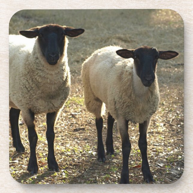 Dessous-de-verre Pâturage de moutons Suffolk amical, cour de ferme  (Devant)
