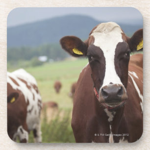 Dessous-de-verre Pâturage des vaches