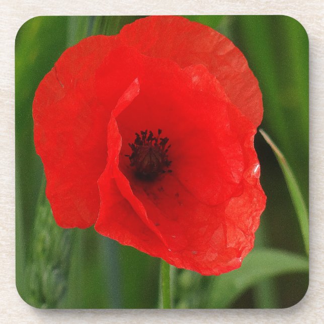 Dessous-de-verre Pavot (Devant)