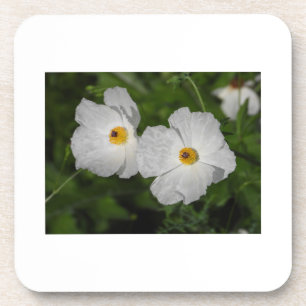 Dessous-de-verre Pavots botaniques à fleurs blanches