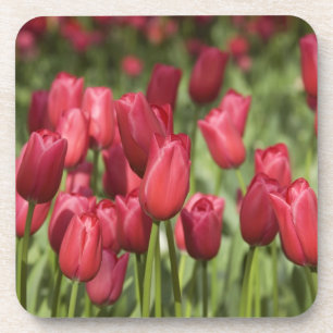 Dessous-de-verre Pays-Bas (aussi appelé Hollande), Lisse. Keukenhof