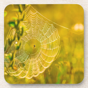 Dessous-de-verre Paysage naturel Spiderweb Spiderweb Soleil