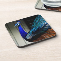 Peacock bleu