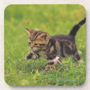 Dessous-de-verre Pelouse l'explorant de chaton