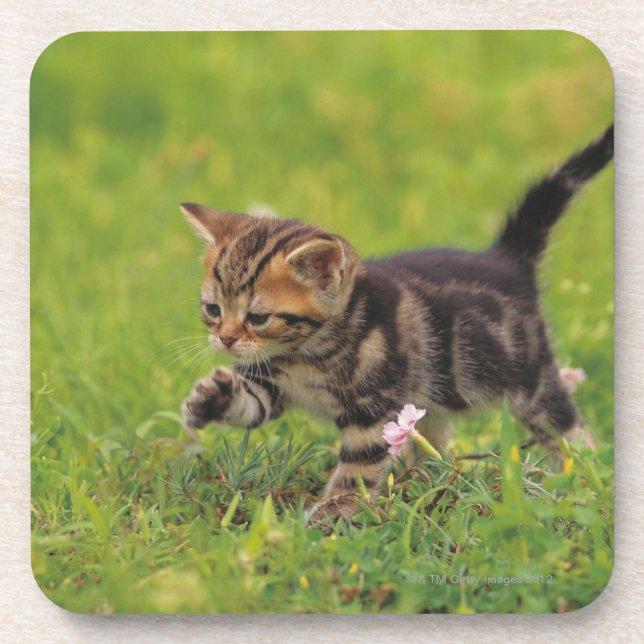 Dessous-de-verre Pelouse l'explorant de chaton (Devant)