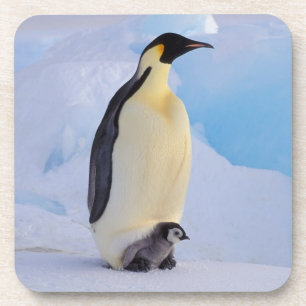 Dessous-de-verre Penguin   Apténodytes