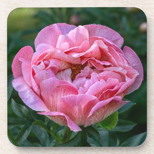 Dessous-de-verre Peony rose (Devant)