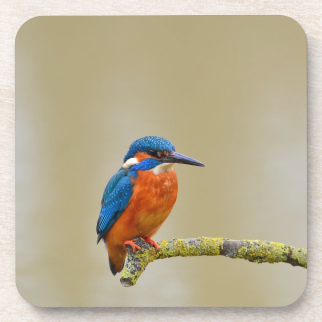 Dessous-de-verre Perching Kingfisher (Devant)