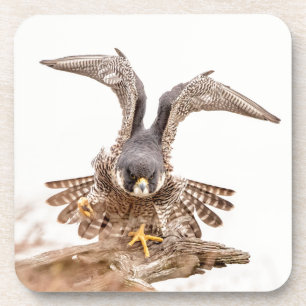 Dessous-de-verre Peregrine Falcon