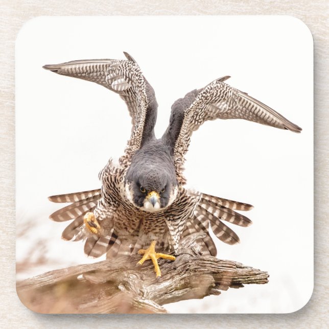 Dessous-de-verre Peregrine Falcon (Devant)