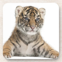 Petit animal de tigre de Sumatran
