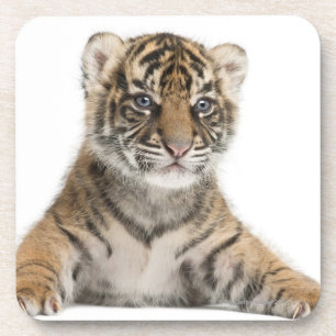Dessous-de-verre Petit animal de tigre de Sumatran