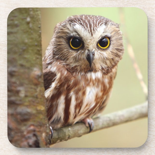 Dessous-de-verre Petit hibou de bébé | Ontarios (Devant)