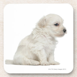 Dessous-de-verre Petit lion de chien ou petit chiot de chien de