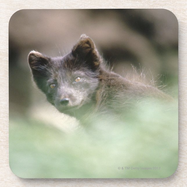 Dessous-de-verre Petit loup noir (Devant)