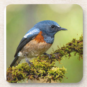 Dessous-de-verre Petit oiseau bleu