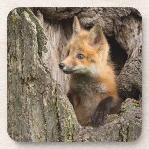 Dessous-de-verre Petit Renard Rouge dans le Creux d'un Arbre