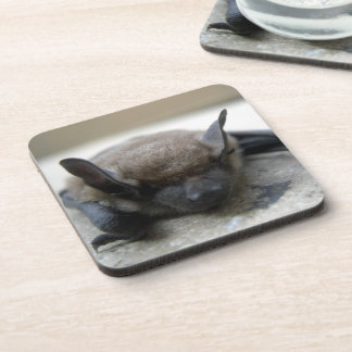 Dessous-de-verre Petite chauve-souris brune (Myotis lucifugus)