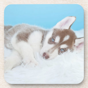 Dessous-de-verre Petite marionnette Husky posée sur une couverture