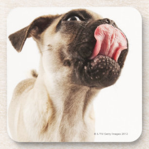 Dessous-de-verre Petite race de chien avec le visage muselé court