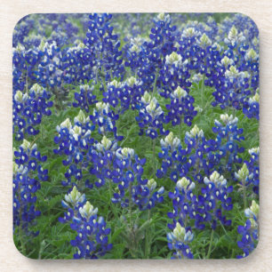Dessous-de-verre Photo de champ de Bluebonnets de Texas