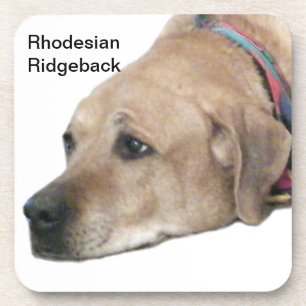Dessous-de-verre Photo de chien Rhodesian Ridgeback