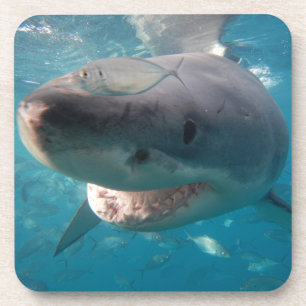 Dessous-de-verre Photo de gros plan du grand requin blanc